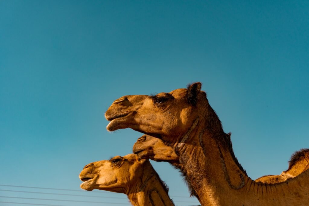 Três camelos com o céu azul atrás - Foto: Sulthan Auliya via Unsplash