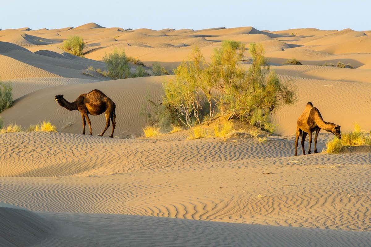 Dois camelos estão na Maranjab Desert com vegetação esparsa e dunas onduladas sob um céu azul claro. Imagem para ilustrar post sobre o que fazer no Irã.