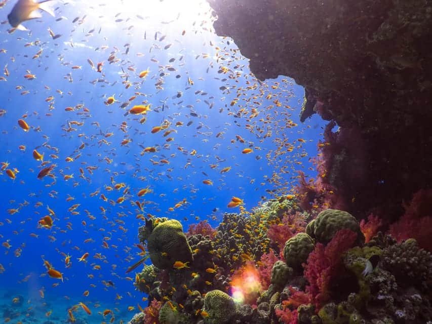Cena subaquática com recife de corais em uma praia de Eilat, com peixes coloridos e luz do sol filtrando através da água azul.